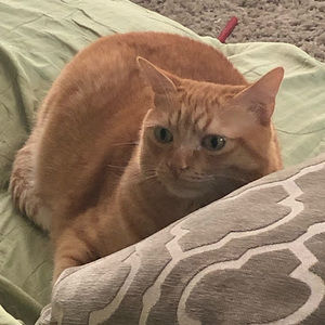 Meet your Posher, Jade